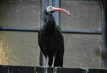 Northern bald ibis (Geronticus eremita), also called hermit ibis or waldrapp in Artis Zoo, Amsterdam, the Netherlands