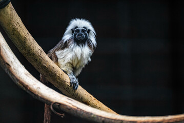 Cotton top tamarin (Saguinus oedipus) sits on a branch and looks at the camera in Artis Zoo Amsterdam the Netherlands