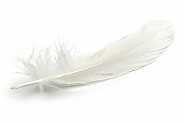 Obraz premium A single white feather on a plain white background