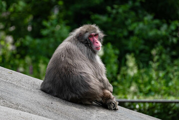 Japanese macaque (Macaca fuscata) sits on a rock and looks back over his shoulder at the camera in his enclosure in Artis Zoo the Netherlands Amsterdam