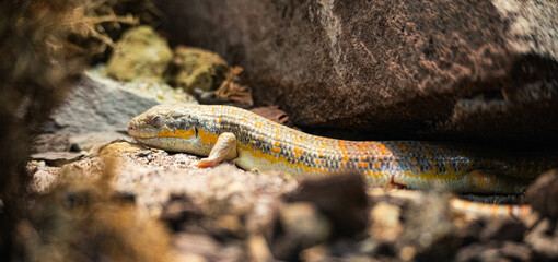 African gold skink (Schneiders skink) lies half hidden, resting on sand and between rocks in Artis Zoo, Amsterdam, the Netherlands
