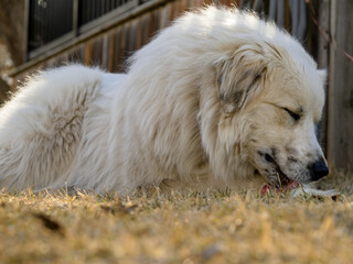 Elliott the Great Pyrenees livestock dog watching over his farm with one brown eye and one blue eye