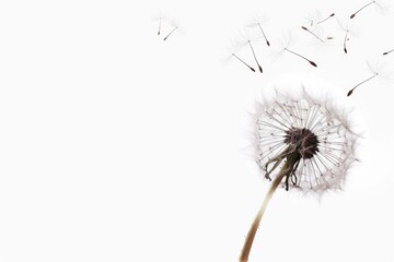 A dandelion seedling blown by wind, with seeds spreading out