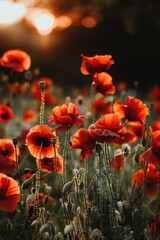 Obraz premium A picturesque scene of red poppies in a field with the sun setting in the background