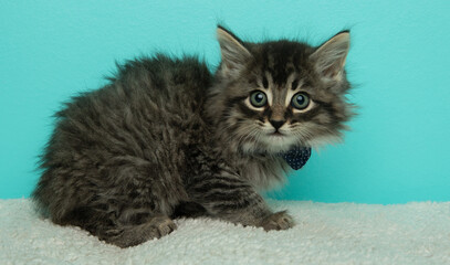 grey fluffy tabby kitten cat lying down portrait