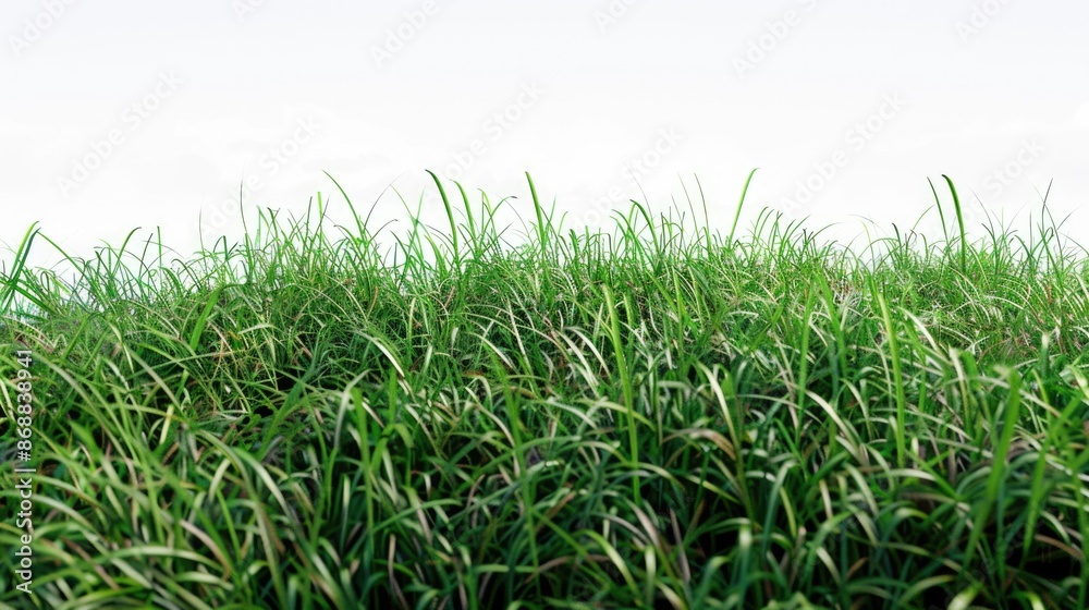 Poster a serene scene of a vast field of tall grass with a clear blue sky in the background