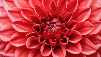 close up of red dahlia flower