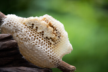Honeycomb on natural background.