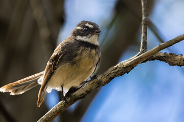 A Grey Fantail perched on a branch