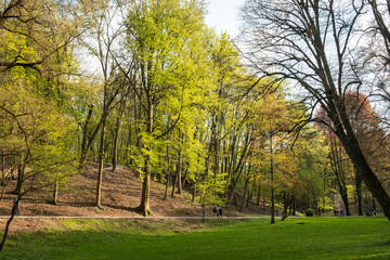 tranquil park setting featuring lush green grass and vibrant trees under a clear sky. Ideal for nature, outdoor activities, and relaxation themes. 