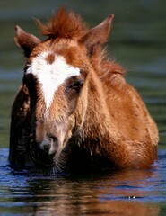 Wild Horse Colt in River 