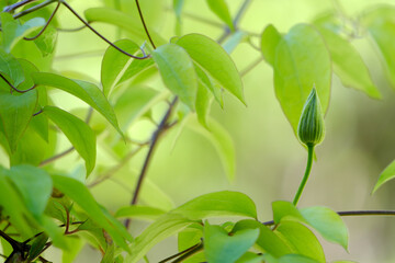 カザグルマの花のつぼみが上がってきた
