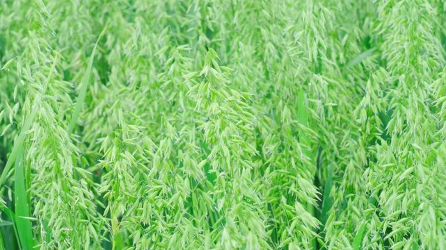green oat plants, agricultural scene, ripening crop diligent farmer, farming landscape, field ripening oats, agricultural land, farm life