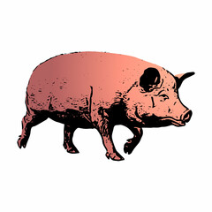 pig on a white background