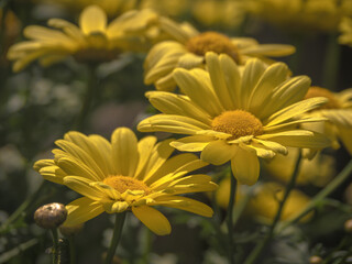 Close up of summer daisy in full bloom, beautiful soft yellow flowers