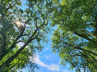 trees and sky
