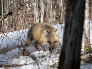 Fox in the winter looking at camera, hunting in the wild