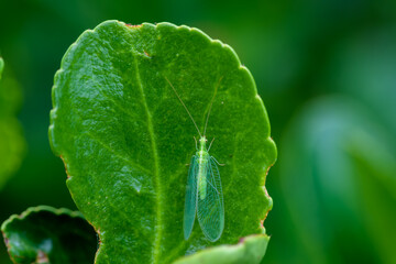 Macrofotografía de insecto en el bosque