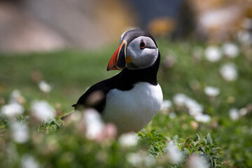 atlantic puffin or common puffin