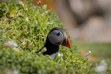 Atlantic Puffin, or Common Puffin 