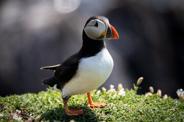 atlantic puffin or common puffin © Clair