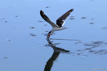 Uma linda cena de um talha-mar talhando a lagoa da Ponte Preta - Maricá - RJ