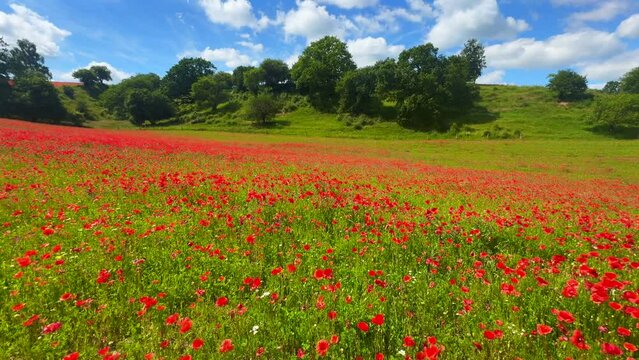 Hilly landscape with blooming poppy field in R&ouml;rum, Simrishamn municipality, Sk&aring;ne, Sweden, Scandinavia, Europe