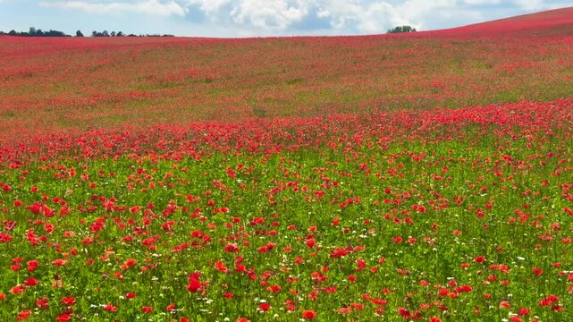 Hilly landscape with blooming poppy field in R&ouml;rum, Simrishamn municipality, Sk&aring;ne, Sweden, Scandinavia, Europe