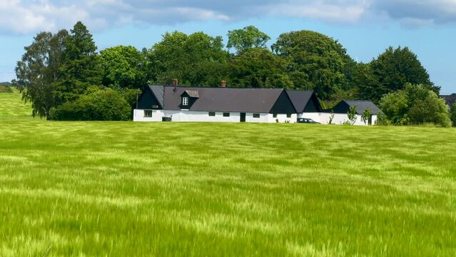 Field of unripe barley swaying in the wind in front of farm in Hammenh&ouml;g, Simrishamn municipality, Sk&aring;ne county, Sweden, Scandinavia, Europe