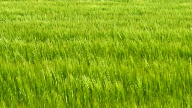 Field of unripe barley swaying in the wind in Hammenh&ouml;g, Simrishamn municipality, Sk&aring;ne county, Sweden, Scandinavia, Europe