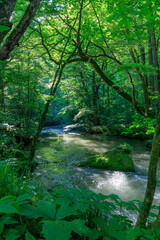 Ashura no Nagare in early summer at Oirase Gorge
