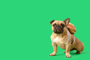 Fototapeta premium Adorable french bulldog puppy wearing a small backpack, ready for adventure or school, isolated on a bright green background