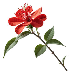 Fototapeta premium Vibrant Red Blossoms on a Branch with Green Leaves. flowers botanical isolated on transparent background. 