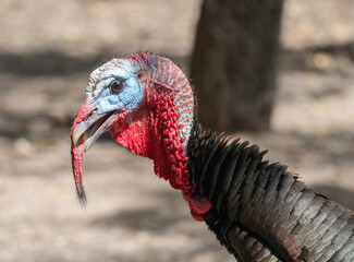 Wild Turkey Male During Mating Season Closeup