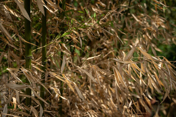 Dry bamboo leaves on a plant.
