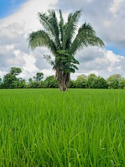 Solo palm tree in a rice field