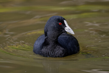 Eurasian coot (Fulica atra)