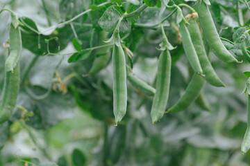 スナップエンドウ