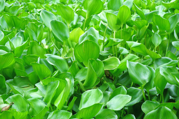 water hyacinth cover a river