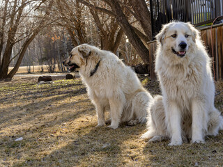 Two livestock guardian dogs watching over flock on a spring sunny day