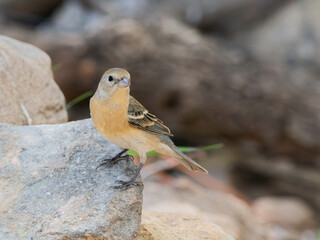 Lazuli Bunting Female in Arizona