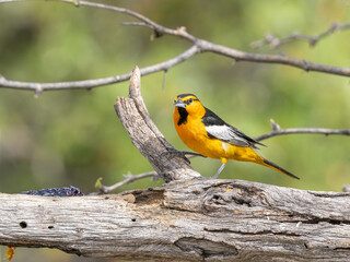 Male Bullock's Oriole in Southern Arizona