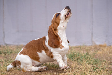 Funny Basset Hound puppy shaking her head