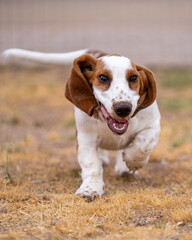 Basset Hound puppy running towards the camera