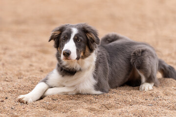 Brown and white border collie in the sand