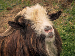 Slash the fainting goat buck looking at the camera on a beautiful sunny day