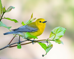 Prothonotary Warbler