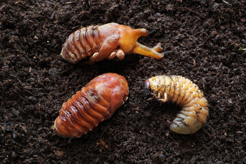 カブトさなぎ幼虫