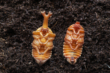 カブト虫さなぎ