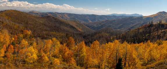 Fall foliage on mountain slopes in Uinta Wasatch Cache National Forest, Utah